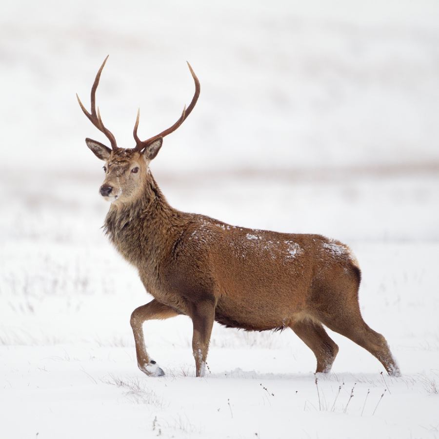 wildlife watching safaris best outdoor activities scotland