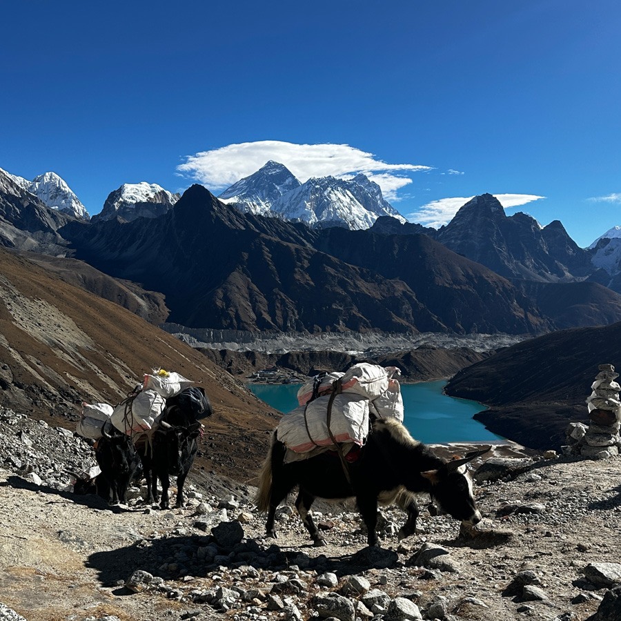 Yak in front of mount Everest